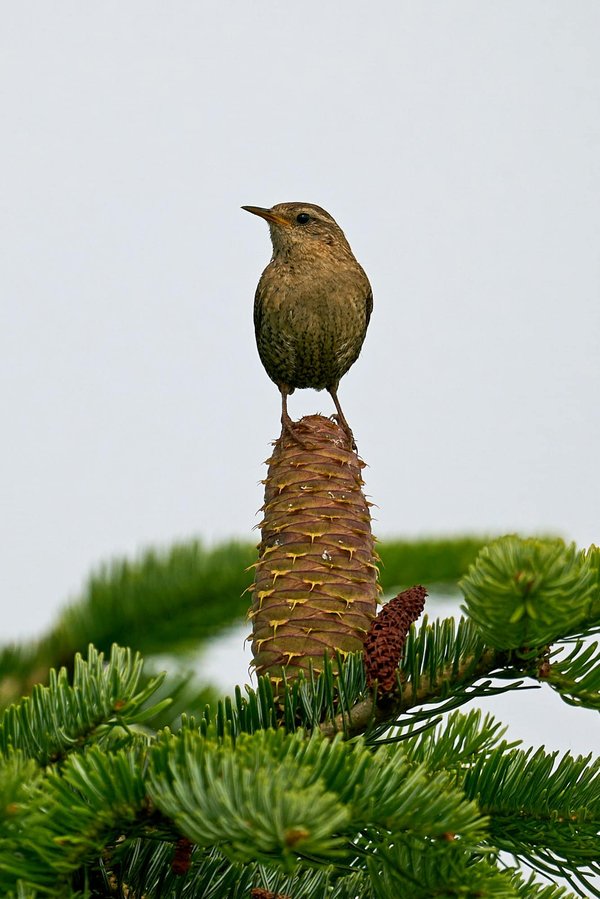 Est-il possible de séjourner dans une maison troglodyte avec cours de sculpture sur tuffeau en Val de Loire?